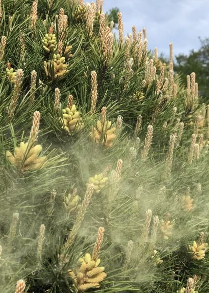 Kieferpollen, Pollenallergie, Biophotonentherapie bei Pollenallergie