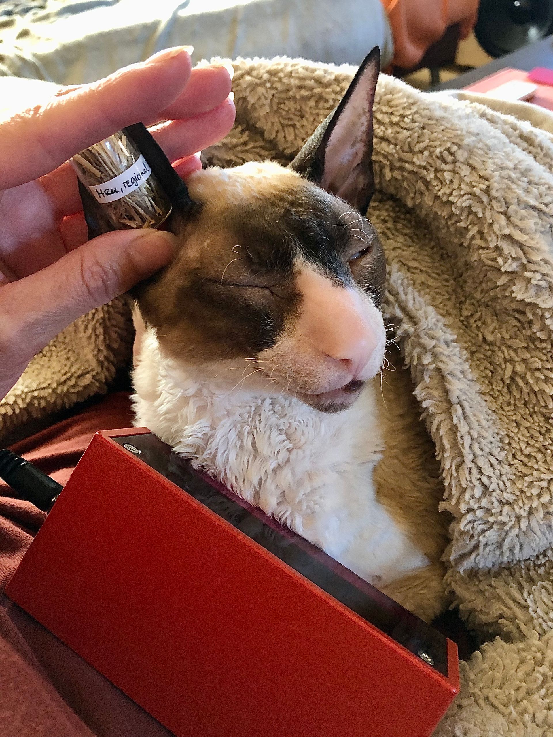 Louis entspannt bei der Behandlung Pollenallergie bei Katzen, Katze mir Heuschnupfen, Biophotonen für Katzen, Biophotonen bei Katzen, Biophotonentherapie für Tiere
