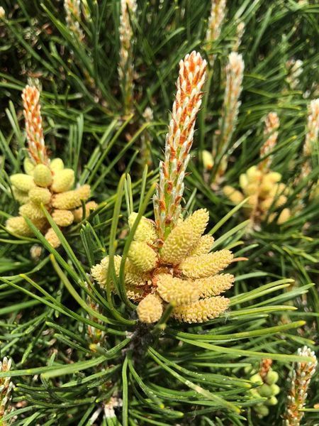 Die staubigen Gebilde sind die Blüten der Kiefer! Kiefer, Kieferpollen, Kiefernpollenallergie, Biophotonentherapie bei Kieferpollenallergie, Biophotonen bei Pollenallergie
