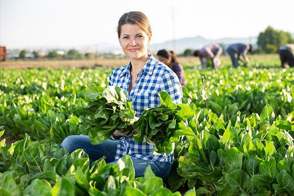Woman kneeling in a field of green plants, holding harvested produce with others working in the background.