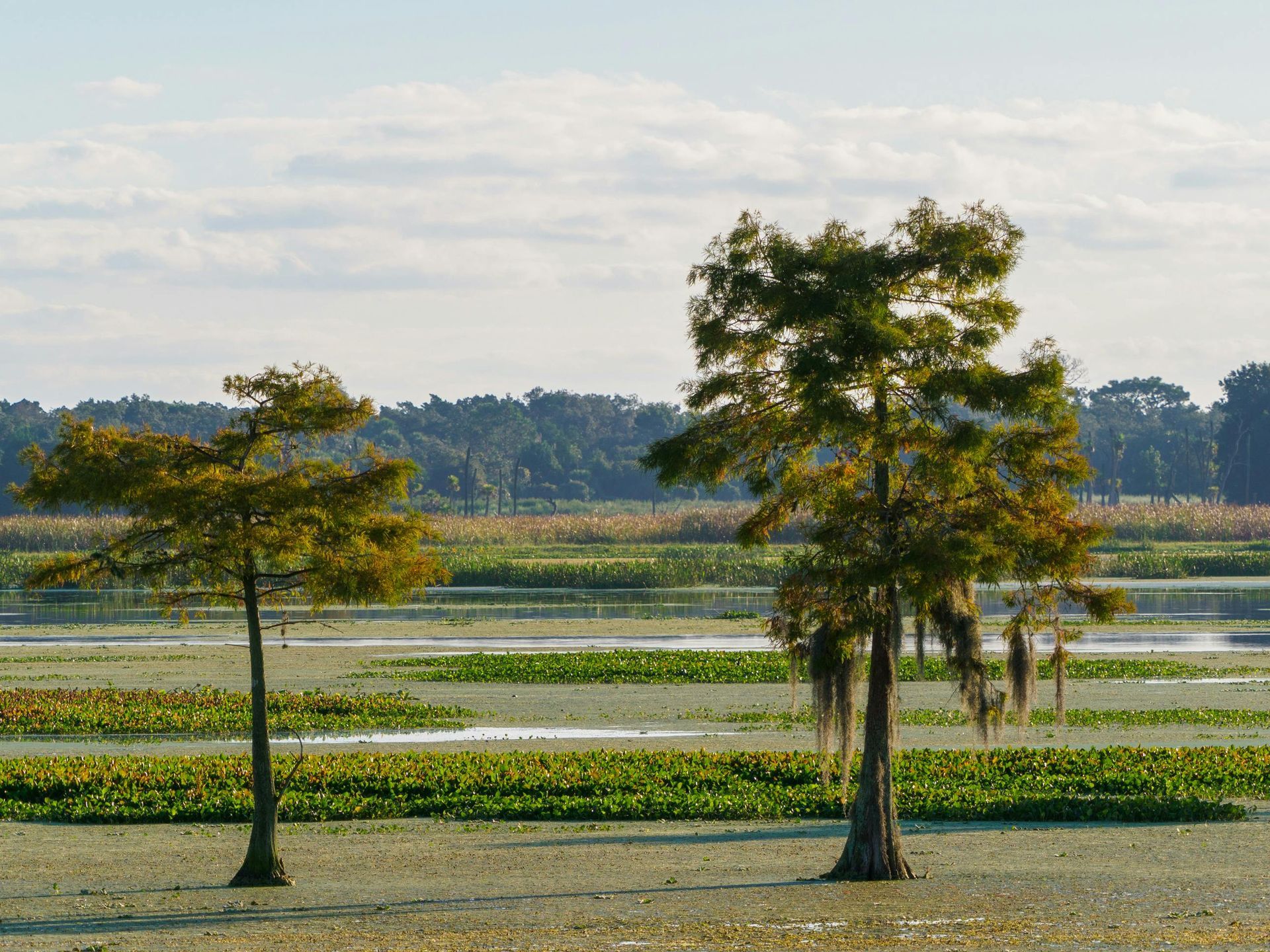 Two trees beside a green rice paddy with distant hills under a cloudy sky