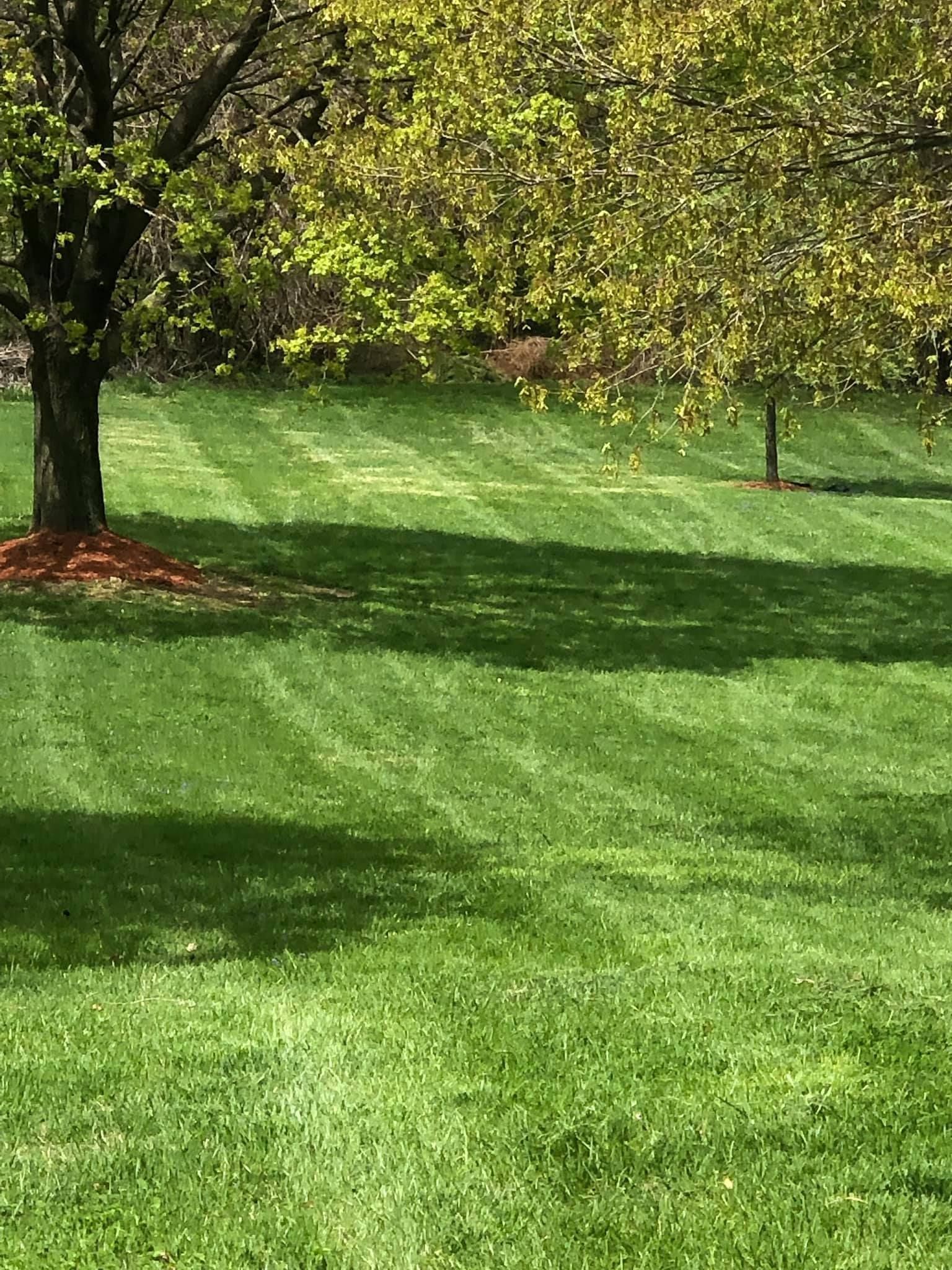 A lush green lawn with trees in the background.