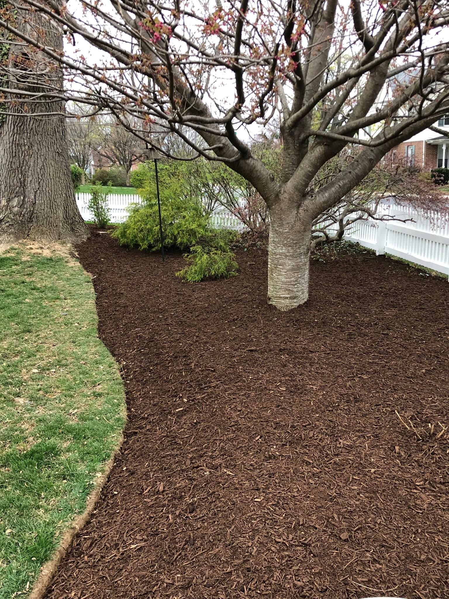 A tree in a yard surrounded by mulch and grass.