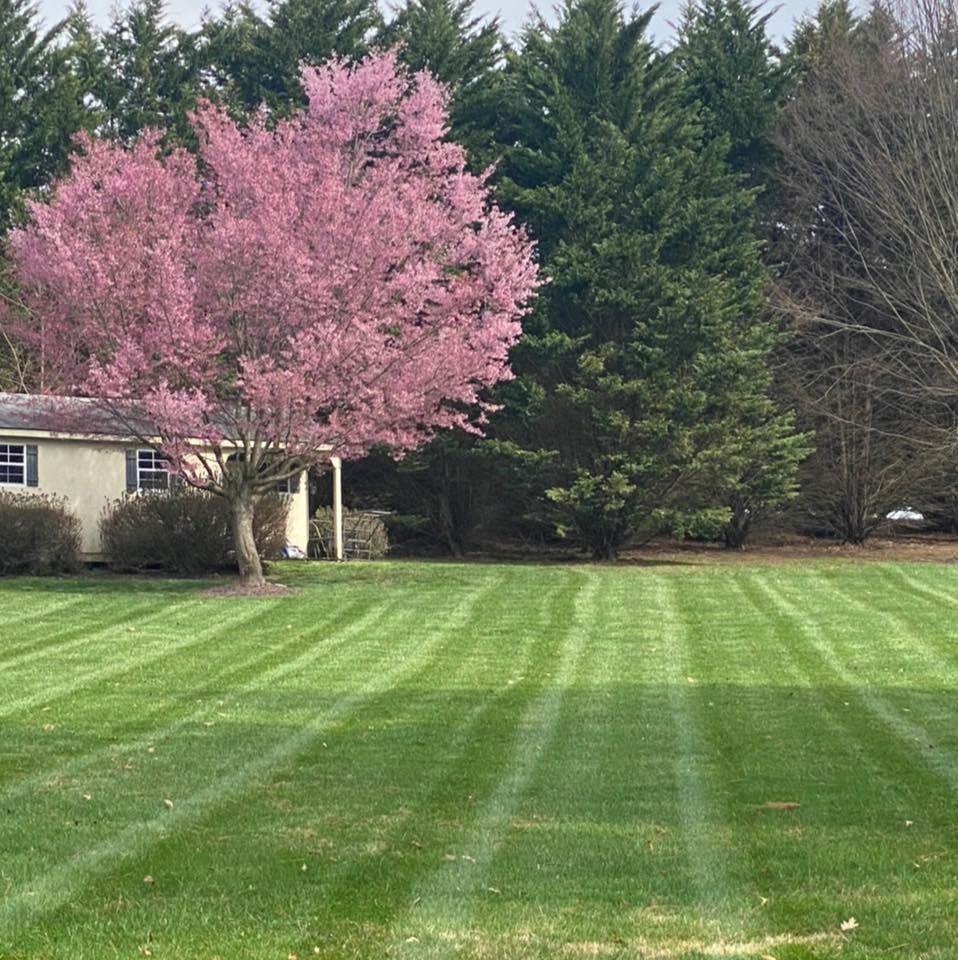 A lush green lawn with a pink cherry blossom tree in the background.