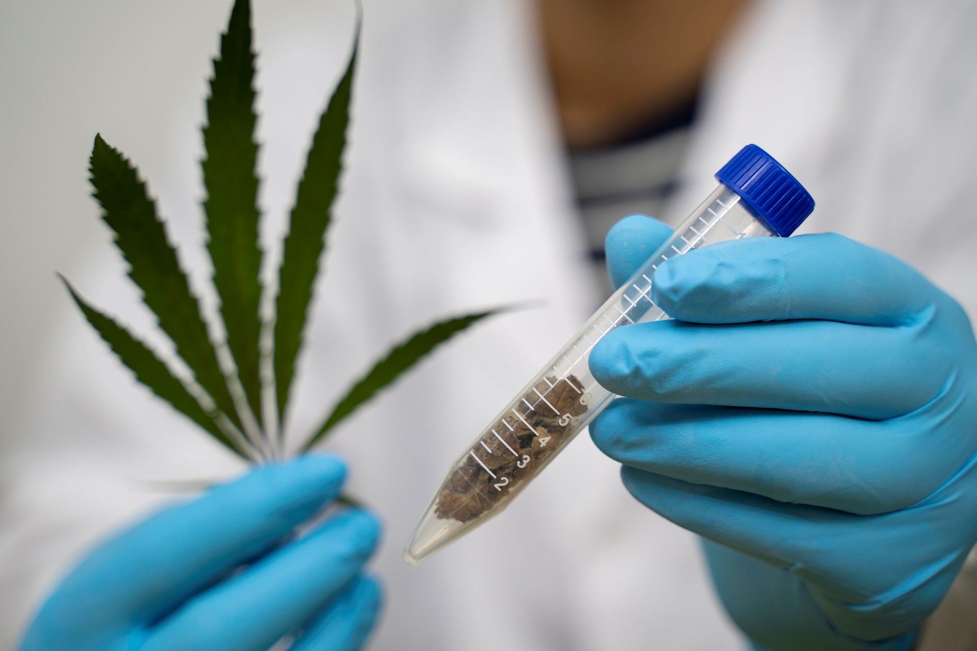 Lab technician in white coat and latex gloves holding marijuana plant and test tube.