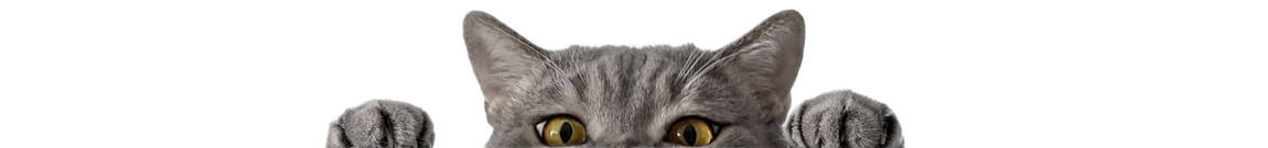 Gray tabby cat peeking over the top, with paws visible, against a white background. Gray tabby cat peeking over the top, with paws visible, against a white background.