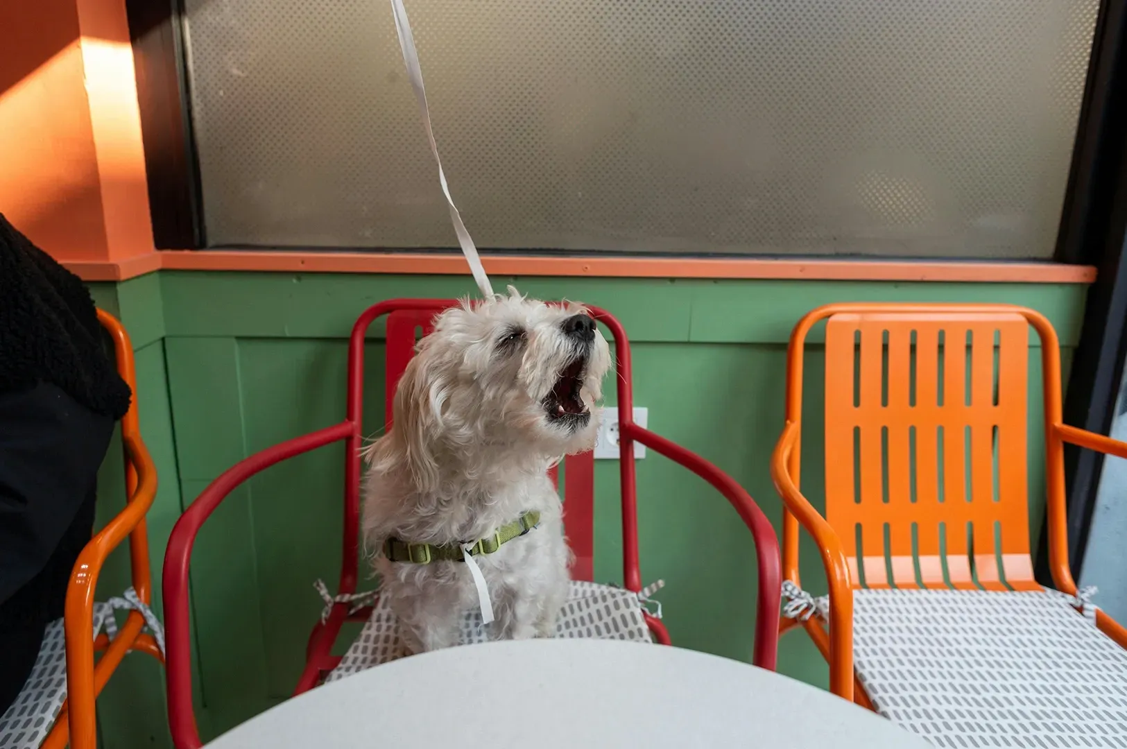 A small, fluffy white dog with a green harness stands on a chair with a grey patterned cushion. The dog is looking upward with its mouth wide open, appearing to bark or yawn. In the background are vibrant red and orange metal chairs against a green and orange wall.