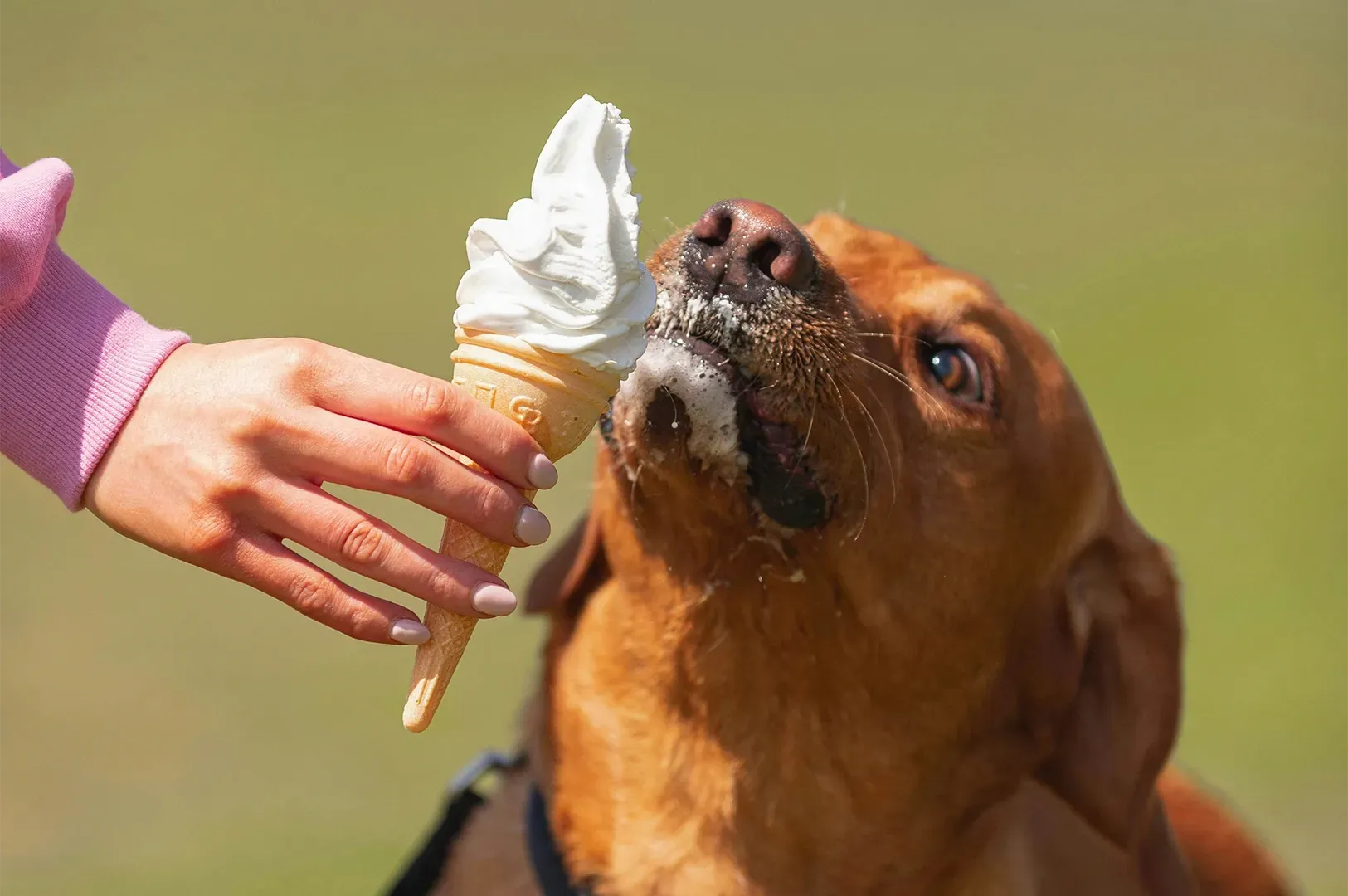A close-up, side-profile shot of a reddish-brown dog, likely a Labrador or similar breed, eagerly licking a soft-serve white gelato cone. The dog has its mouth open and eyes focused intently on the treat, with a bit of white cream already on its muzzle. A person’s hand, wearing a pink long-sleeved shirt and light-colored nail polish, holds the wafer cone steady for the dog. The background is a soft, out-of-focus green field, suggesting a sunny day outdoors.