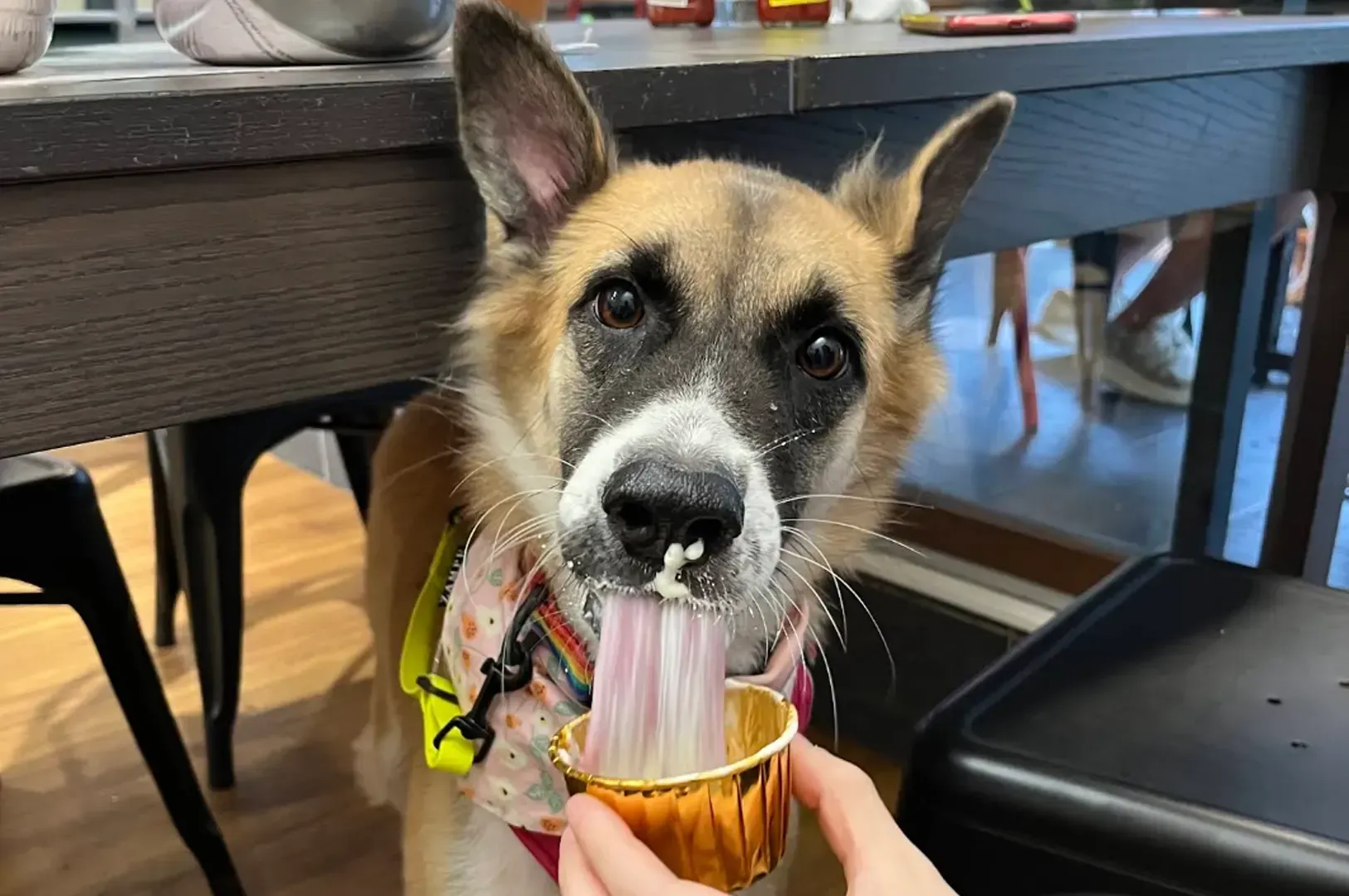 Dog with a black-and-tan face drinking from a cup at a table indoors