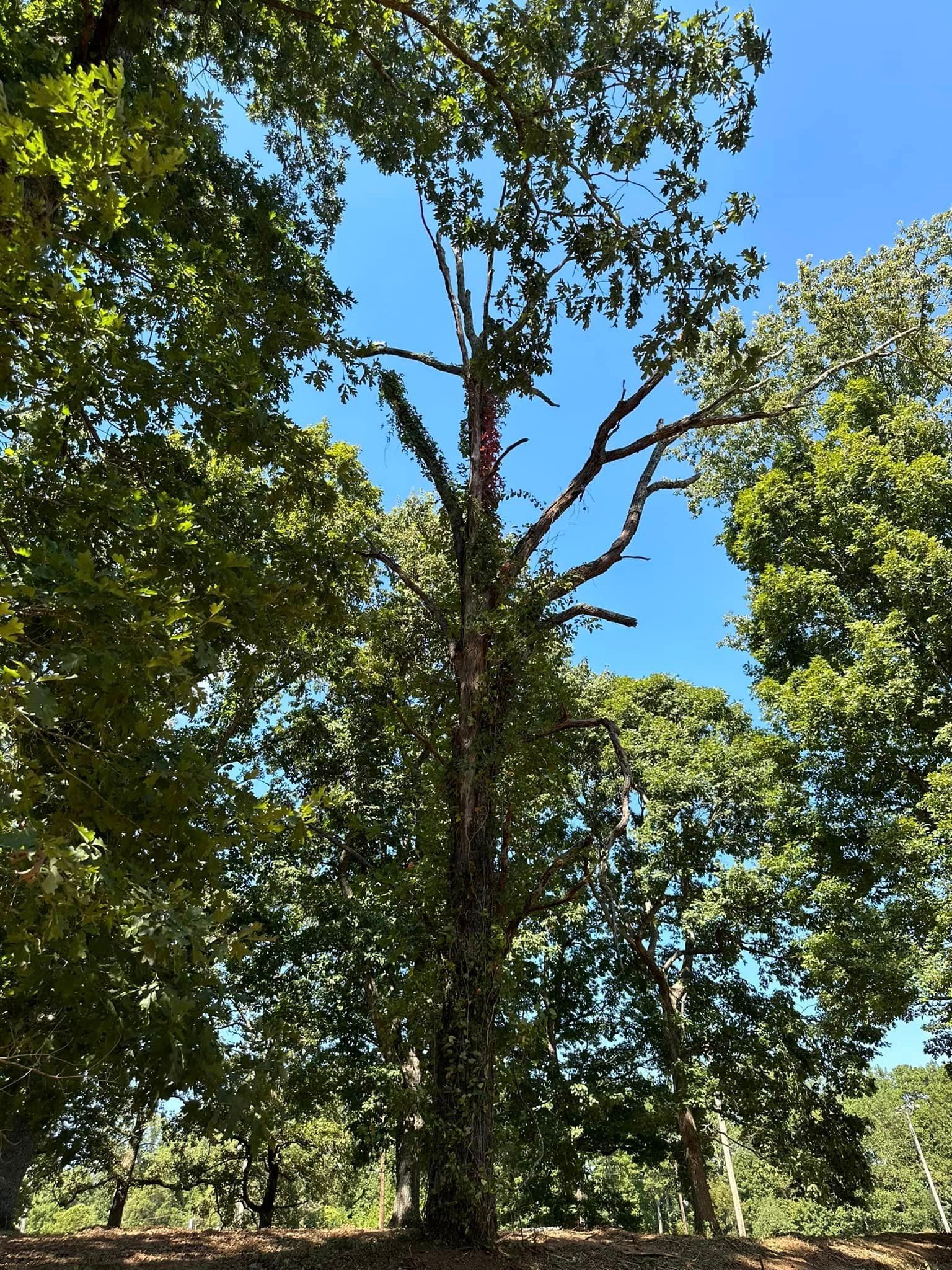 A tree with a blue sky in the background is surrounded by other trees.