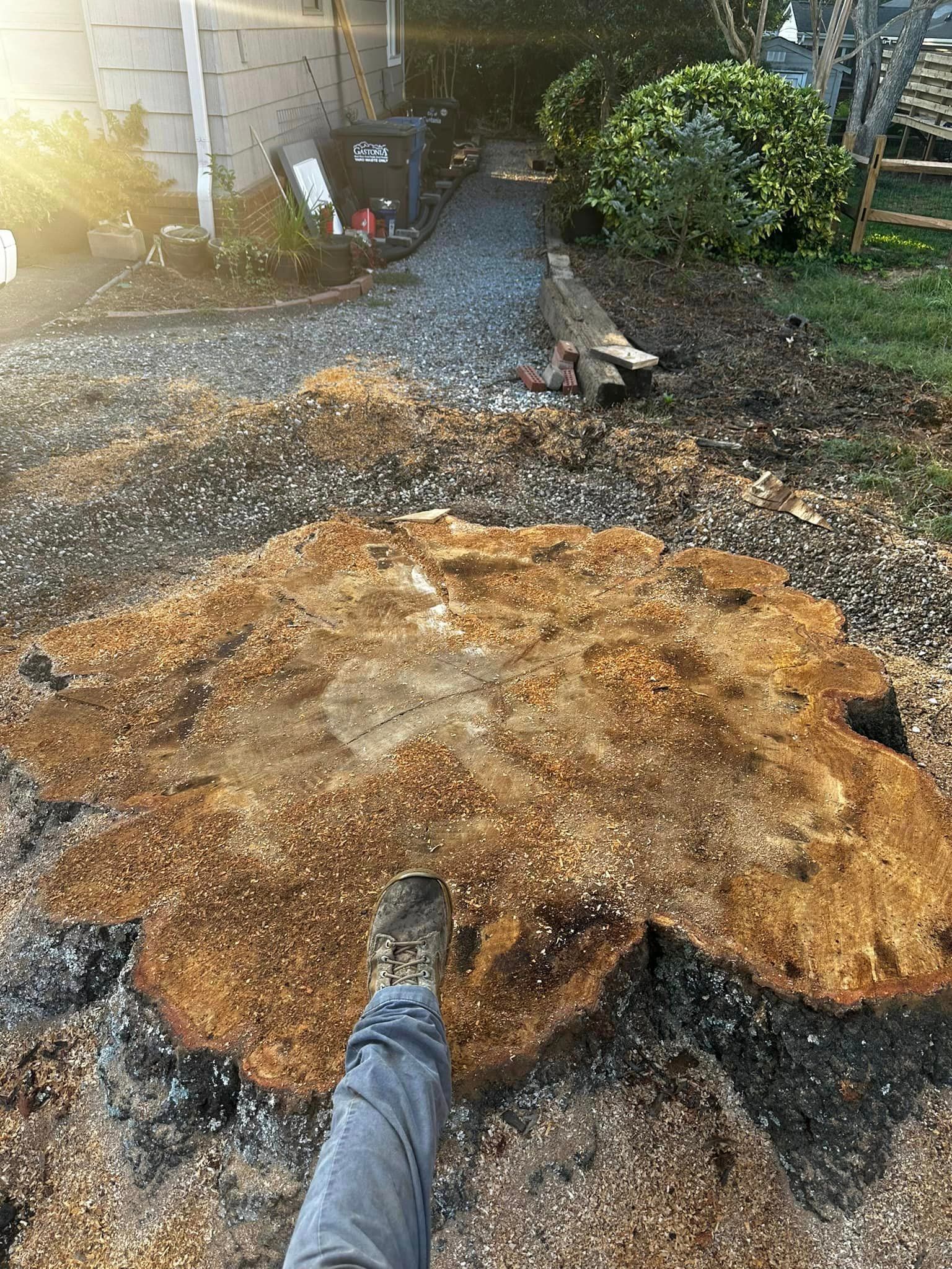 A person is standing next to a large tree stump.