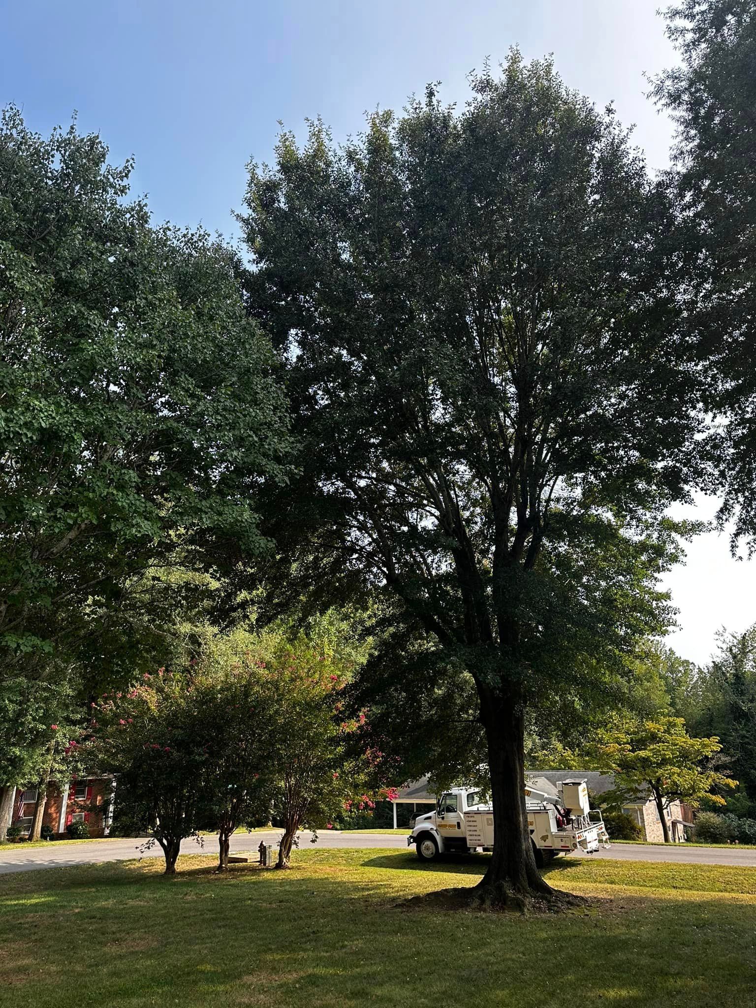 A large tree is in the middle of a lush green field.