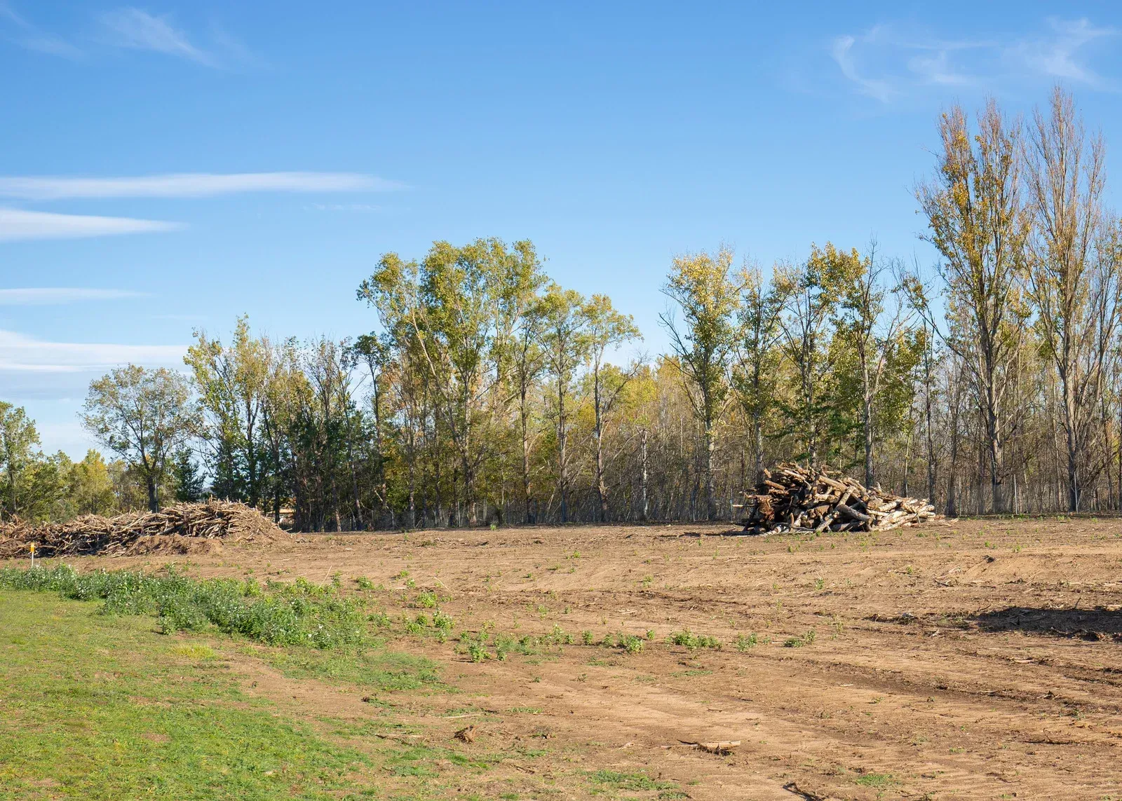 Cleared field with piles of logs, trees in background under a blue sky.