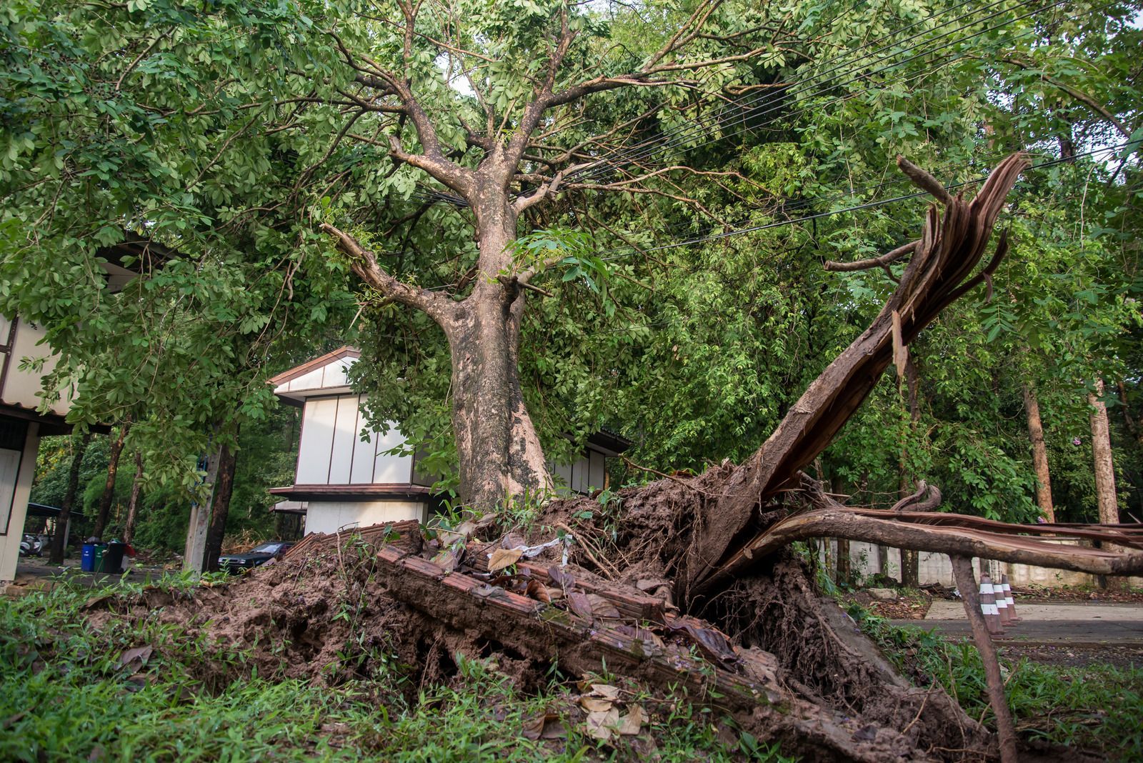 Fallen tree with exposed roots near a building, its broken trunk lying across the ground.