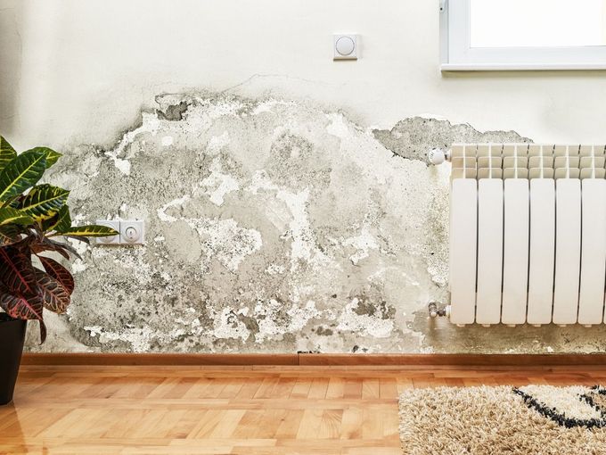 A large patch of peeling paint and water damage on a wall behind a home radiator, next to a potted plant.
