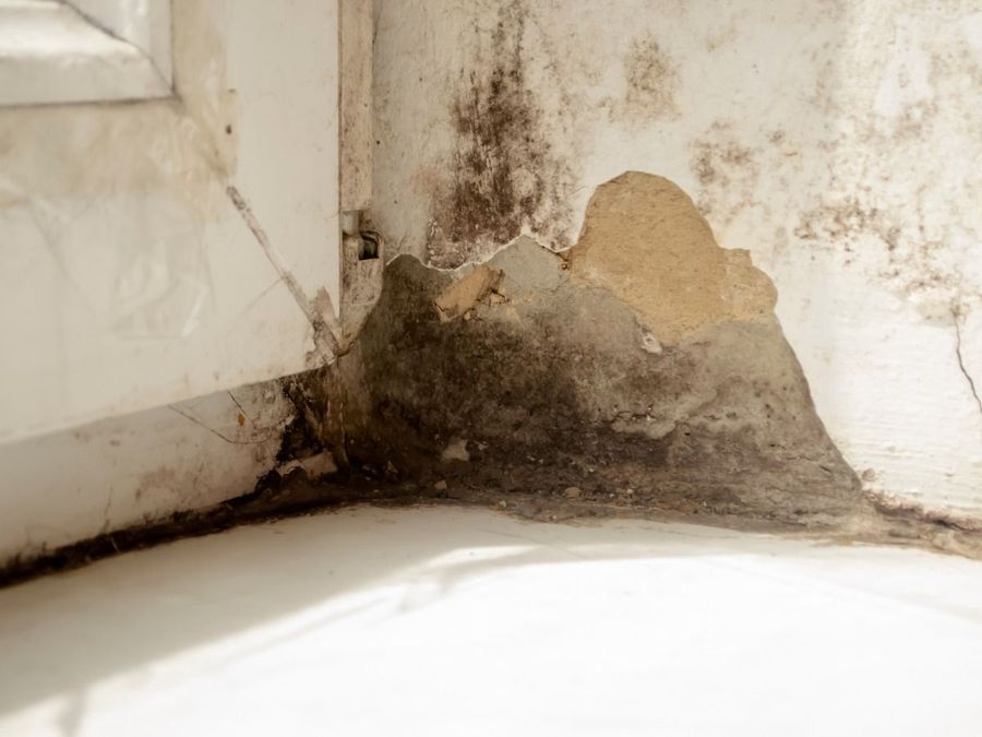 Close-up of a wall corner near a window showing severe black mold growth and peeling, damaged plaster.
