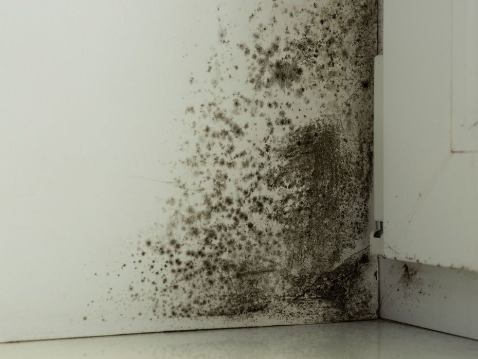 Dark, mottled mold growth spreading across a white interior wall in the corner of a room.