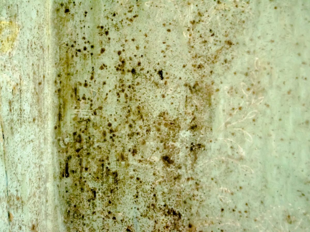 A close-up view of a light-colored wall surface covered in dark, scattered spots of mold or mildew.