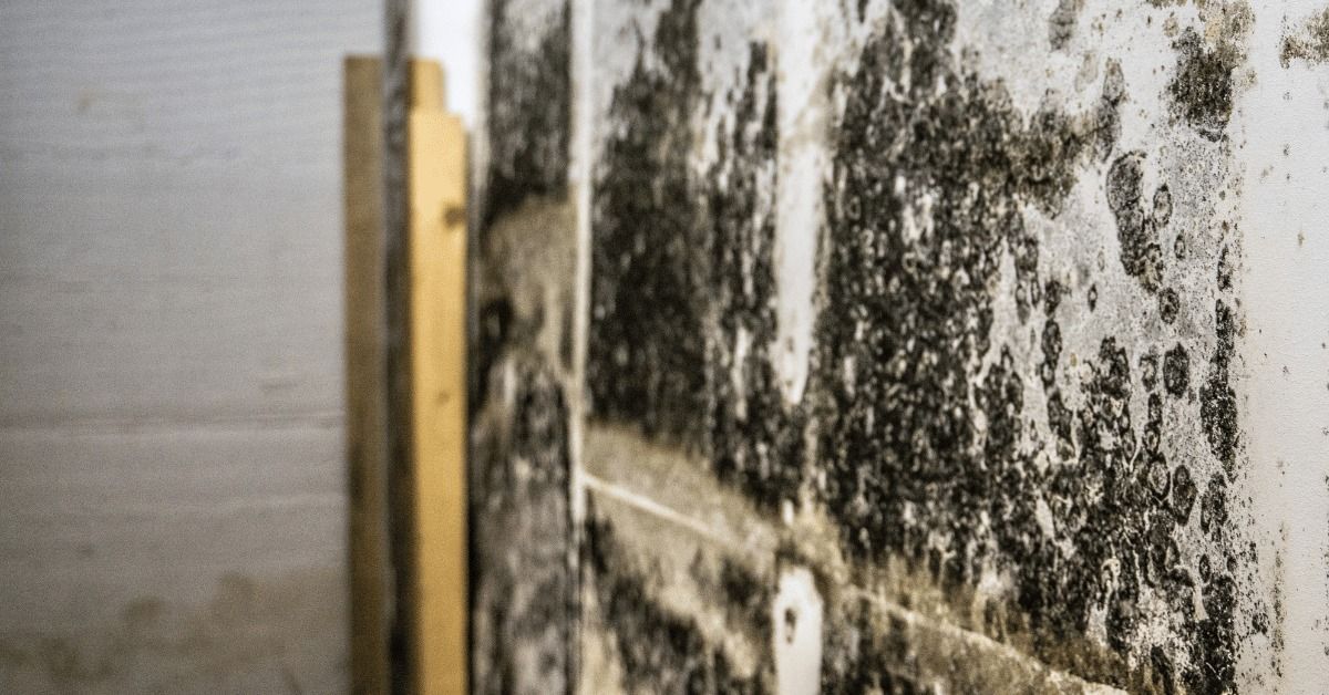 A vertical wooden beam stands beside a white wall covered in extensive black mold growth.