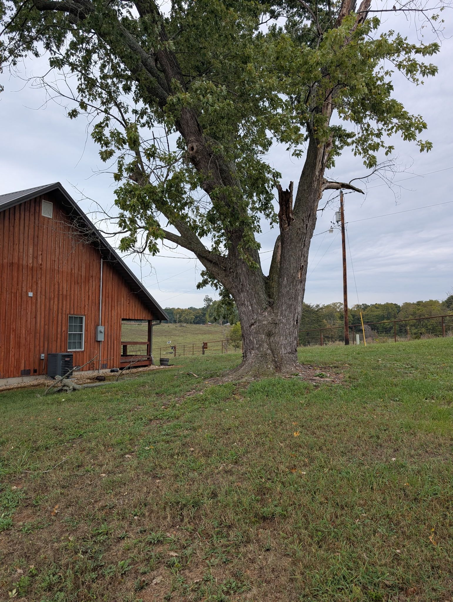 Brown wooden building beside a large tree, green field, cloudy sky.