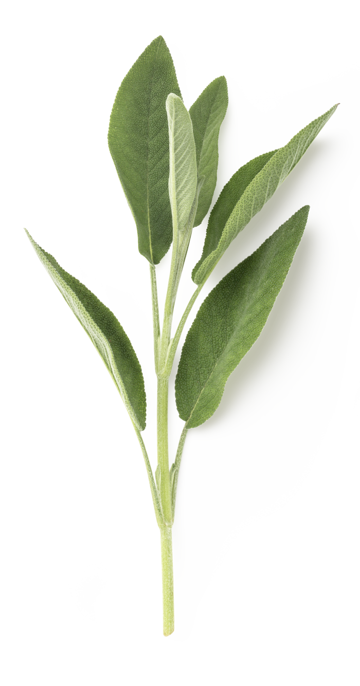 Salbei