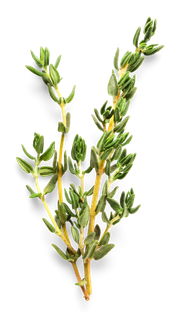 Thymian