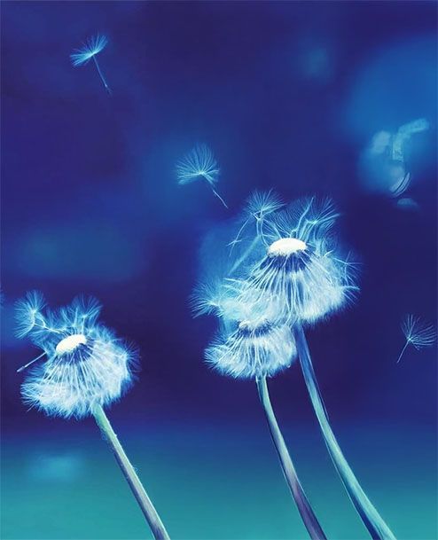 Blue-toned image of dandelion seed heads with seeds blowing in the wind against a blurred blue background.