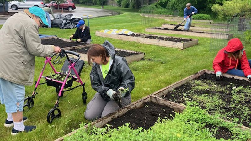 People gardening in raised beds on a grassy area, some using a walker.
