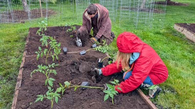 Two people planting tomato plants in a raised garden bed.