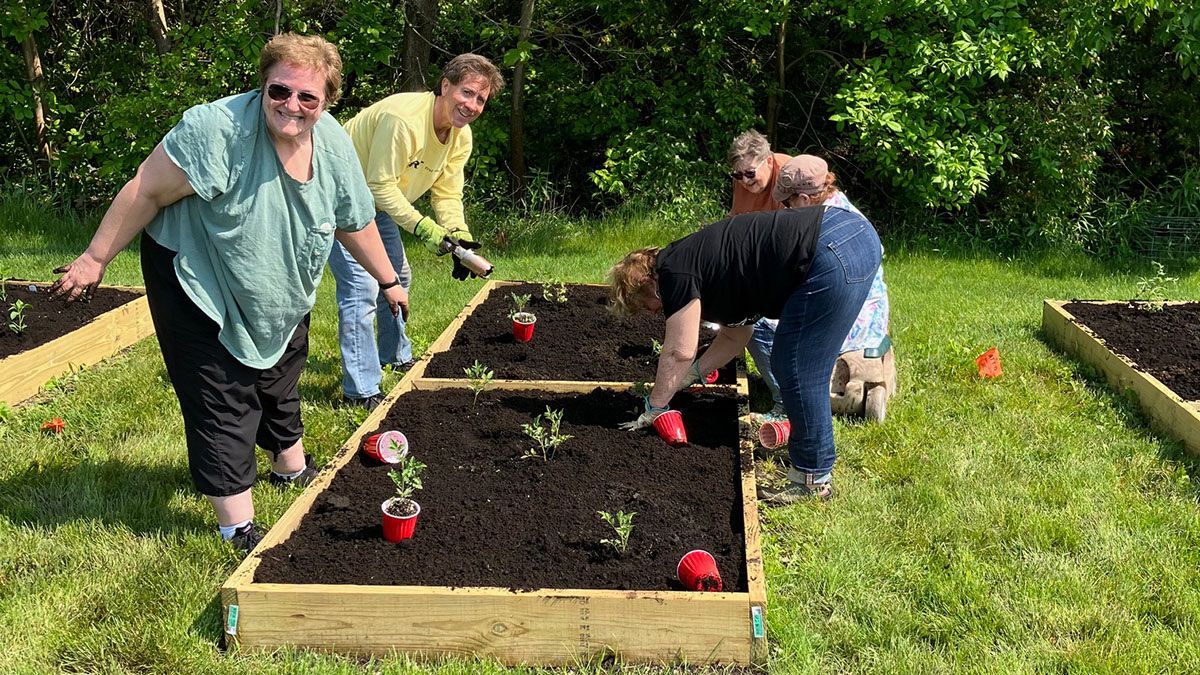 Four people planting seedlings in raised garden beds outdoors.