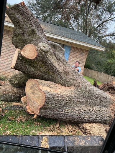 Large uprooted tree trunk lying in a yard beside a house, with a child standing in the background