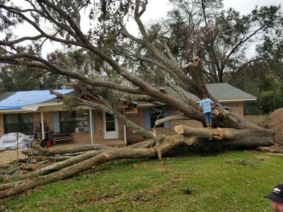 Large fallen tree crashing over a house as a person stands on the trunk in a storm-damaged yard