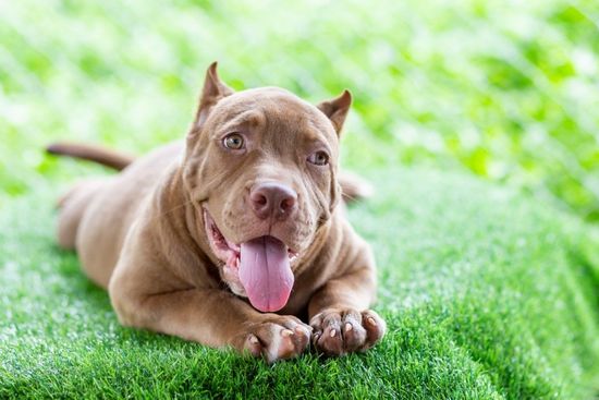 An image of Pet Friendly Artificial Grass in Citrus Heights CA