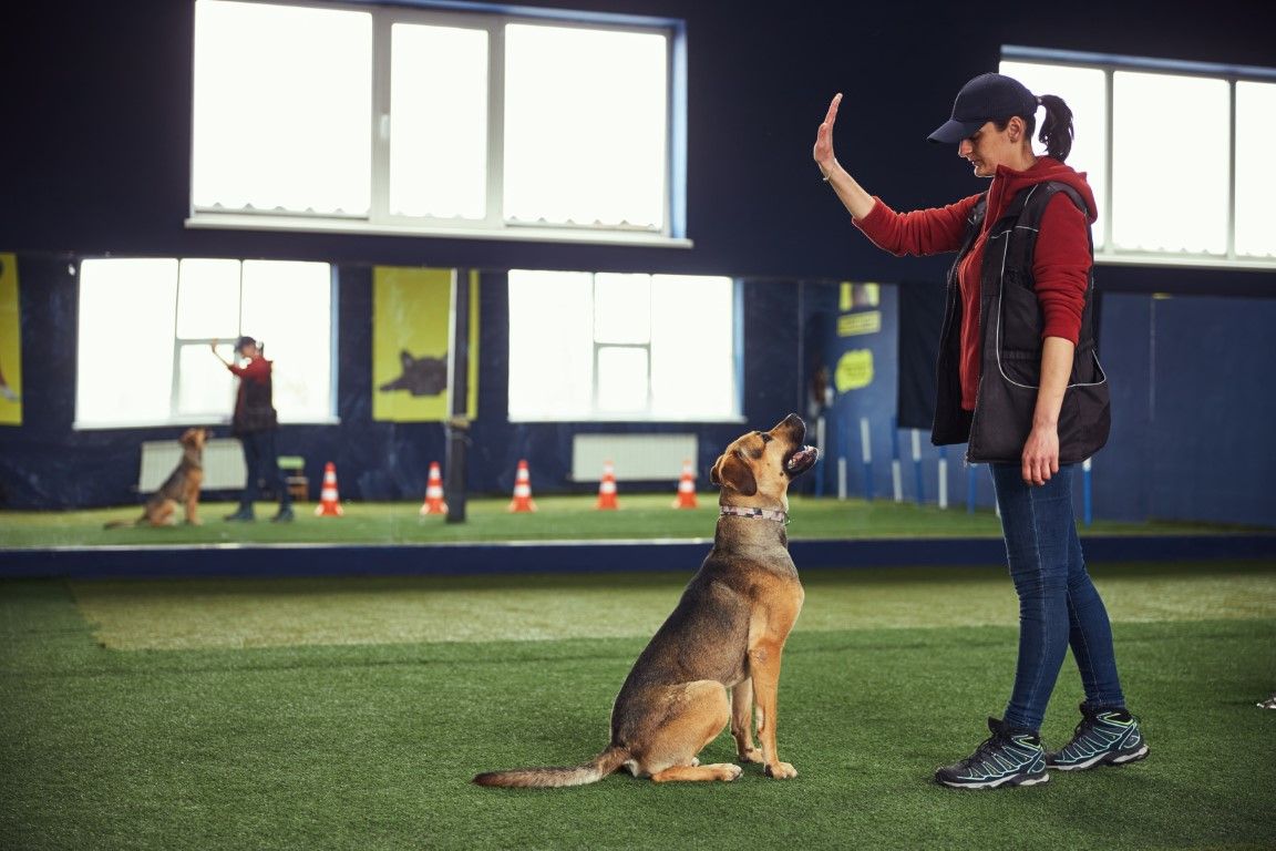 An image of Pet-Friendly Artificial Grass in Citrus Heights CA