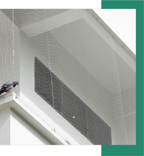 a pigeon is perched on the side of a building behind a bird net .