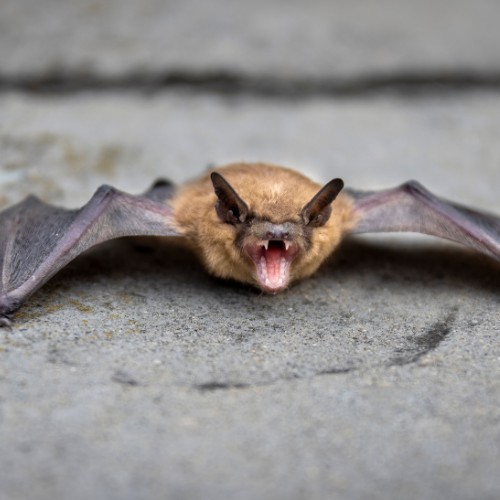 bat