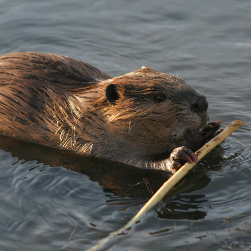 beaver