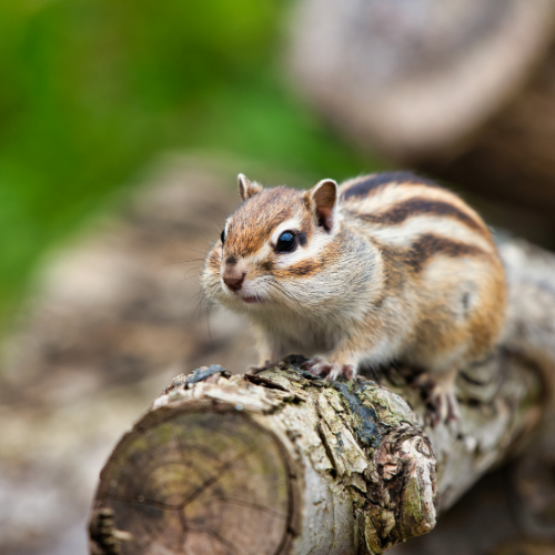 chipmunk