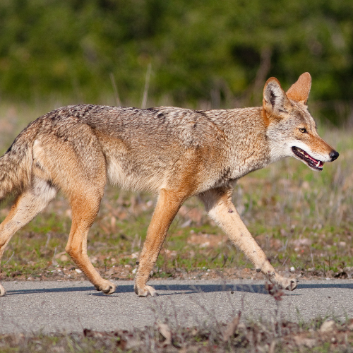 coyote