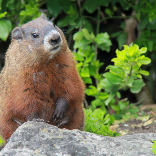 Groundhog