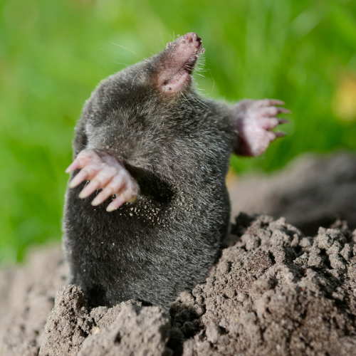 mole