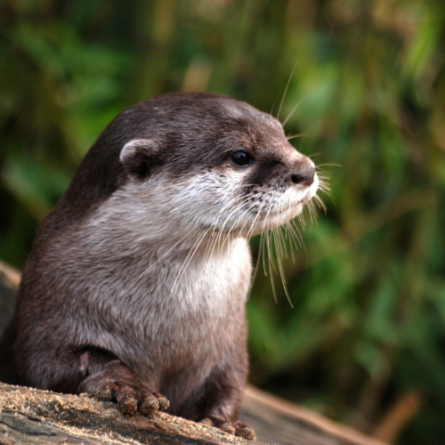 otter