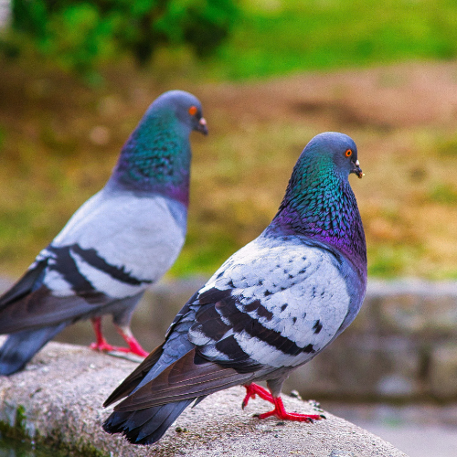 pigeons