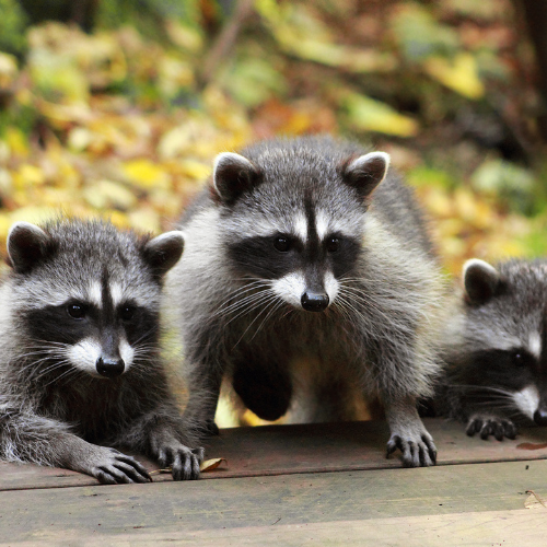 Groundhogs