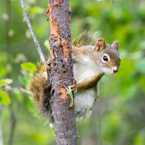 squirrel