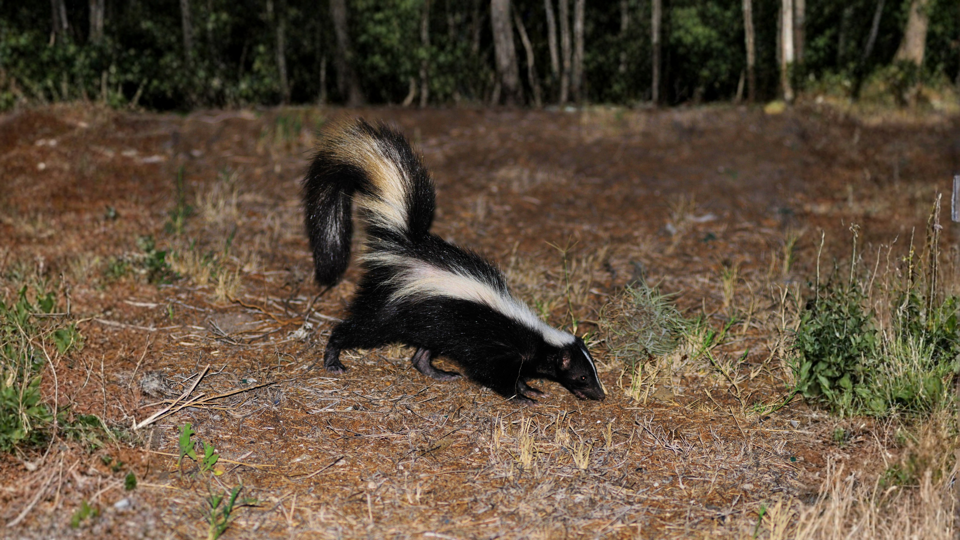 skunk in yard