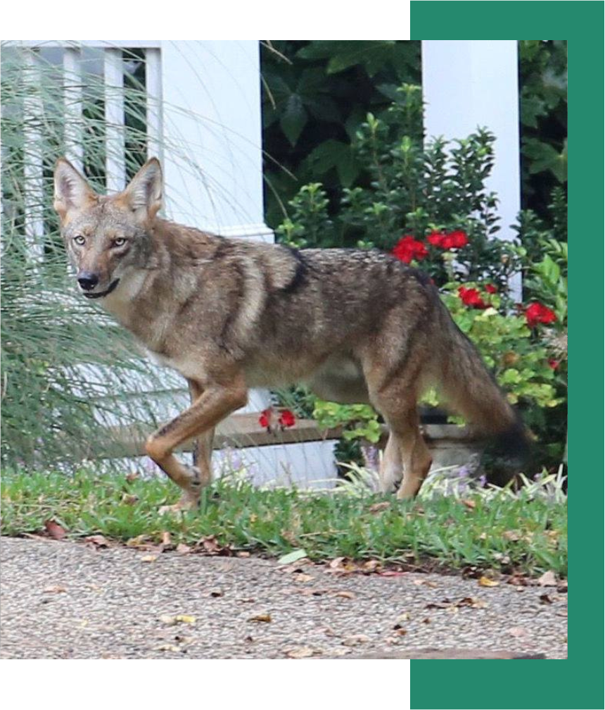 coyote