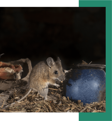 a mouse is standing next to a blue pot on the ground .