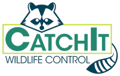 catchit wildlife control with a raccoon
