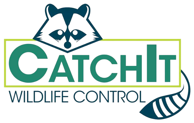 catchit wildlife control with a raccoon